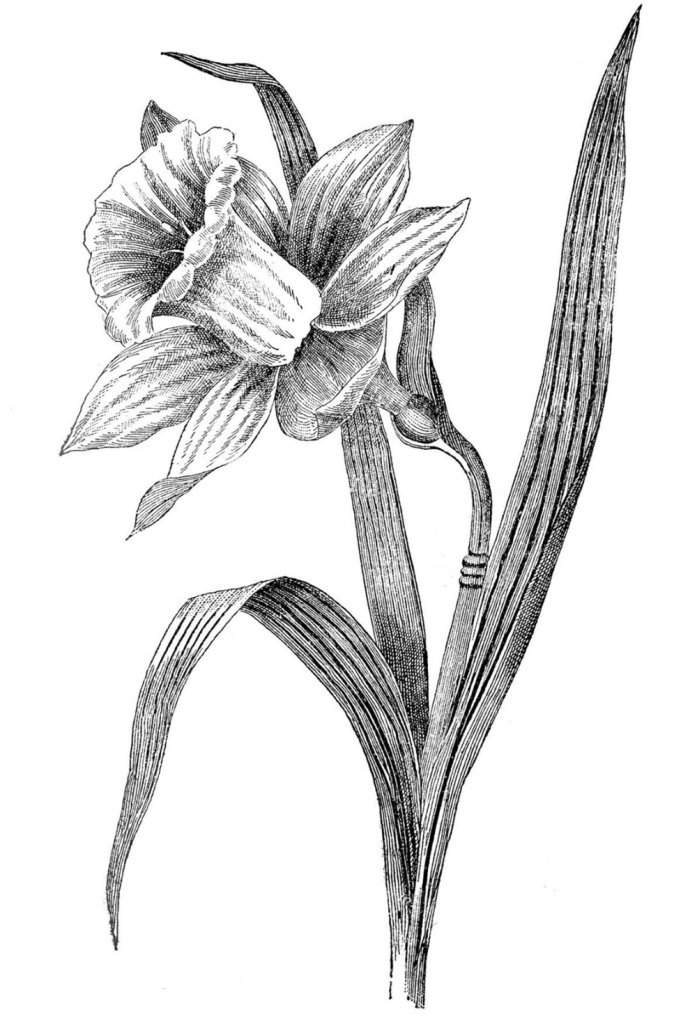Daffodil Tattoos 8