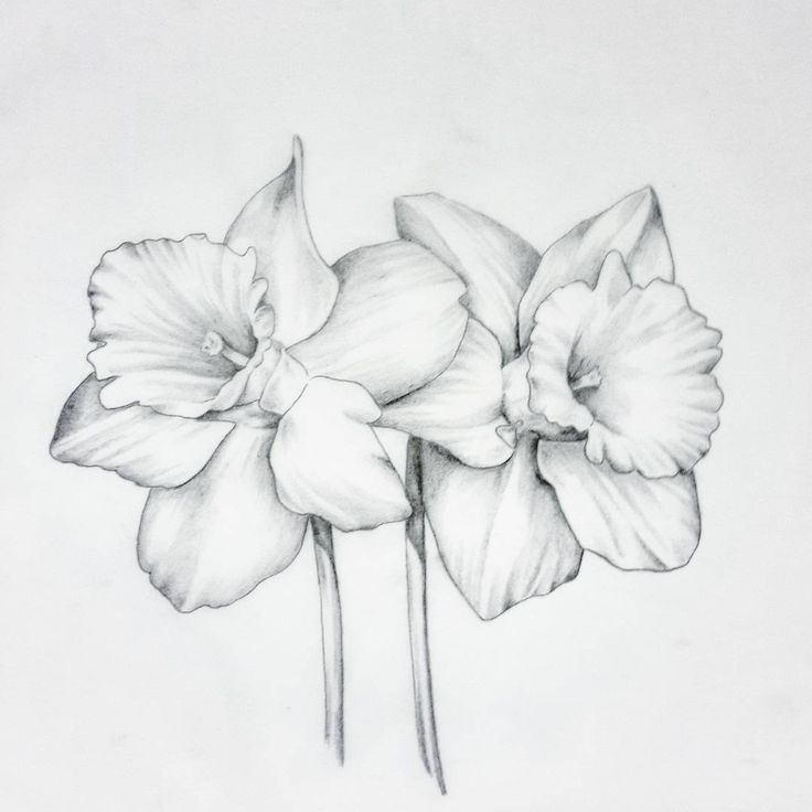 Daffodil Tattoos 89