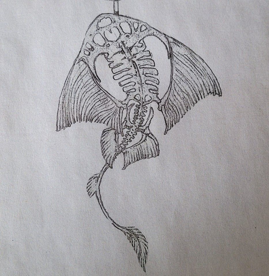 Stingray Tattoo 149