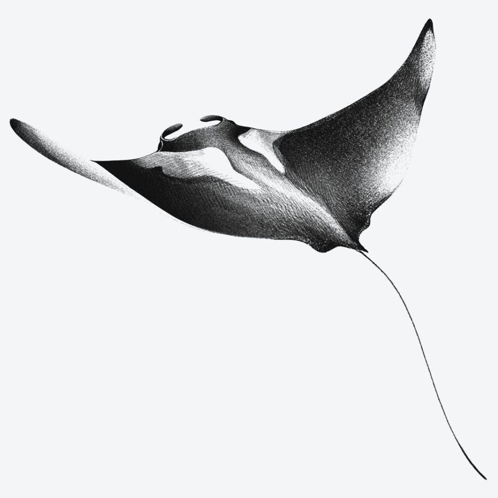 Stingray Tattoo 5