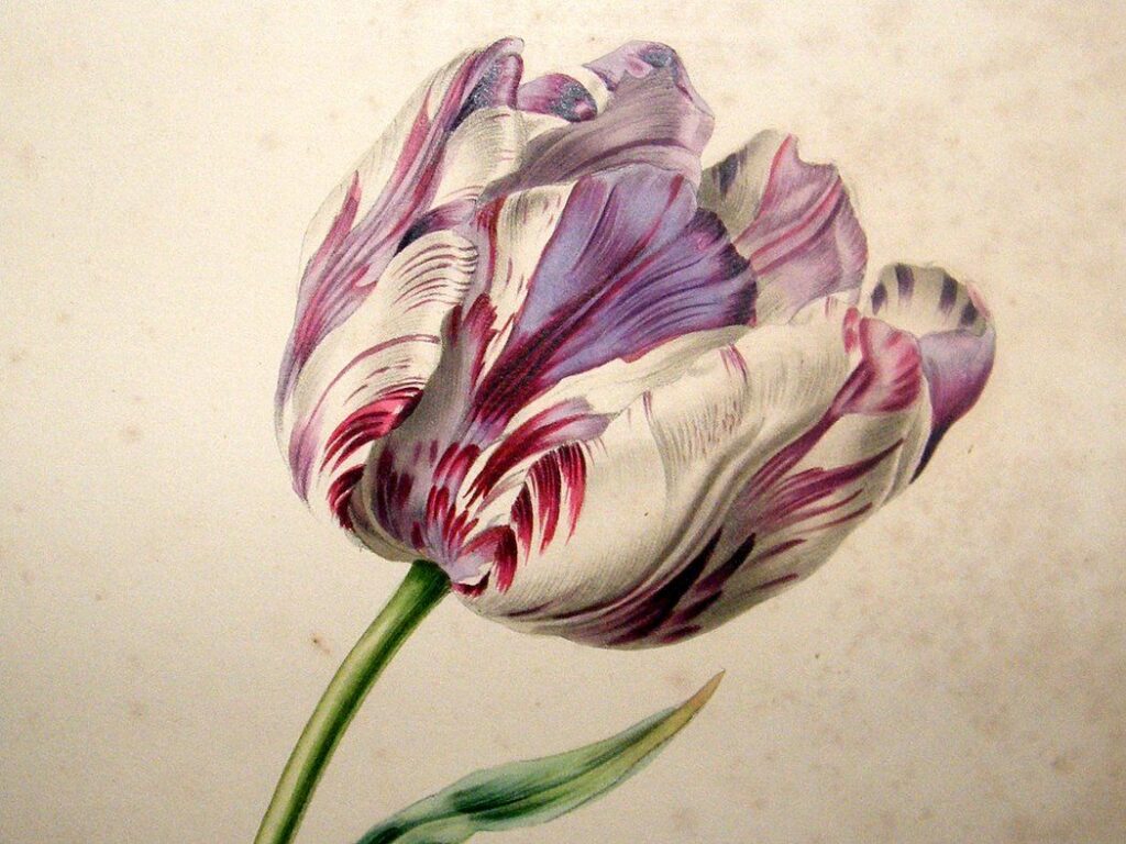 Tulip Tattoos 132