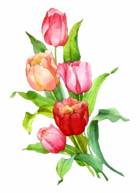 Tulip Tattoos 142