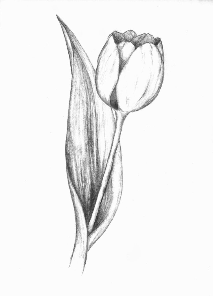 Tulip Tattoos 165