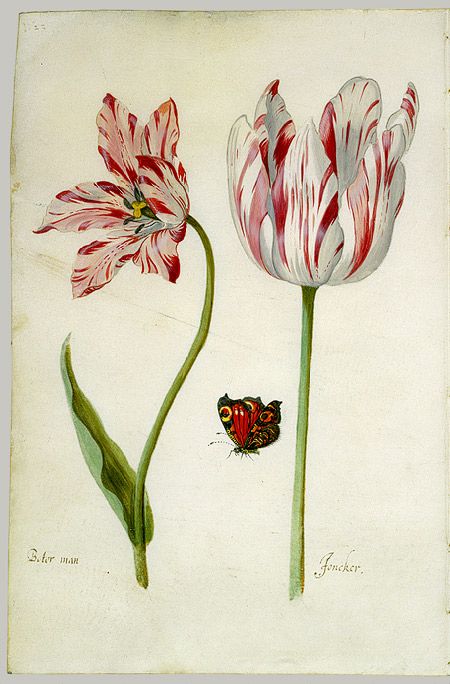 Tulip Tattoos 173