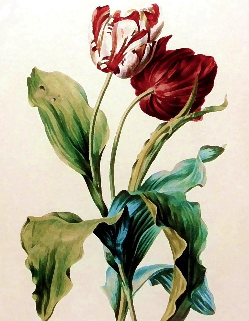 Tulip Tattoos 27