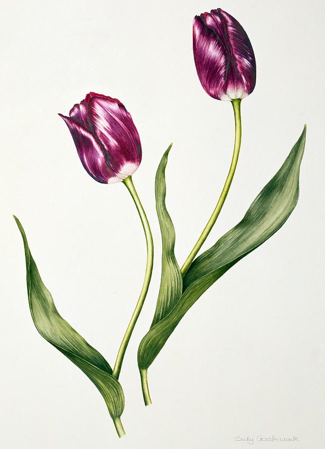 Tulip Tattoos 48