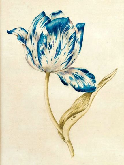 Tulip Tattoos 62