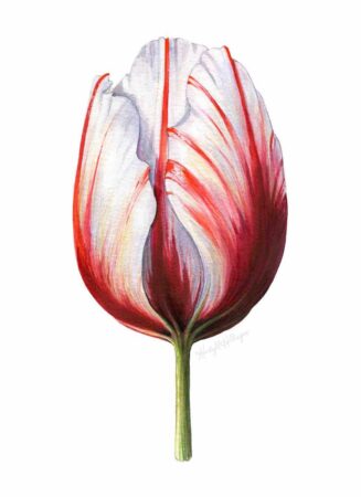 190+ Vibrant Tulip Tattoos Designs and Ideas (2022) - TattoosBoyGirl