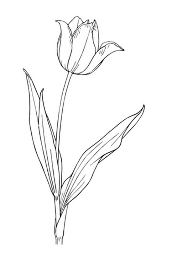 Tulip Tattoos 8