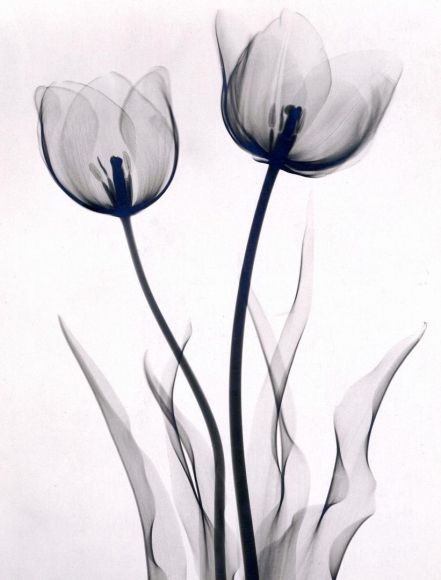Tulip Tattoos 87