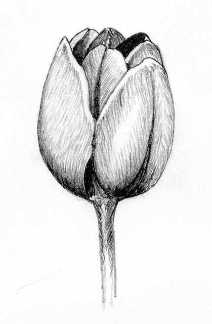 Tulip Tattoos 96