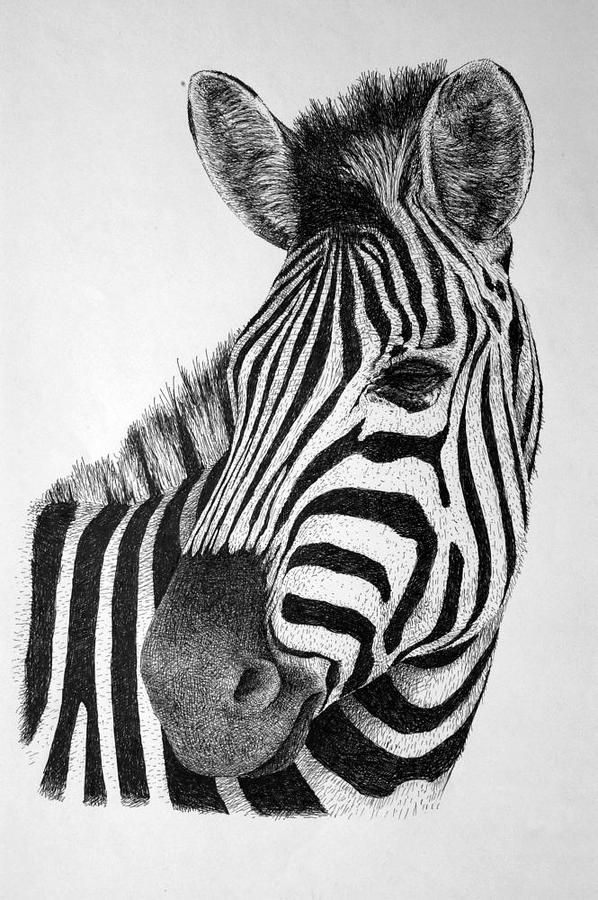 Zebra Tattoos 148