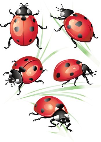 Ladybug Tattoos 16