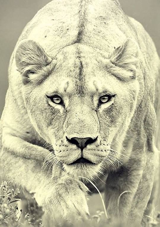 Lioness Tattoo 147