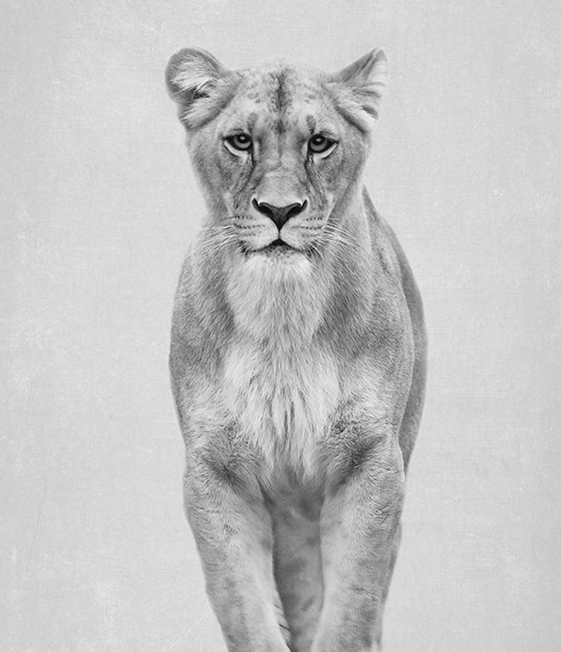 Lioness Tattoo 170