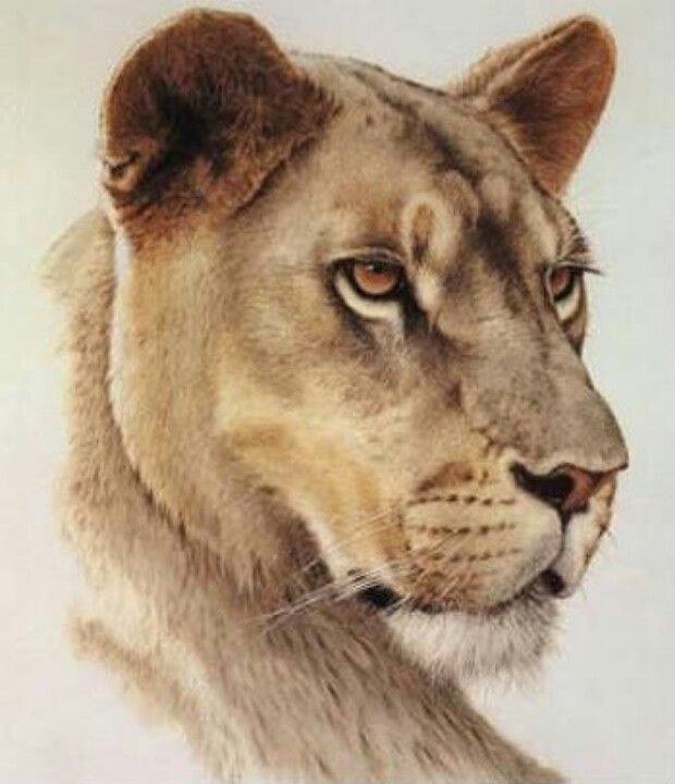 Lioness Tattoo 201