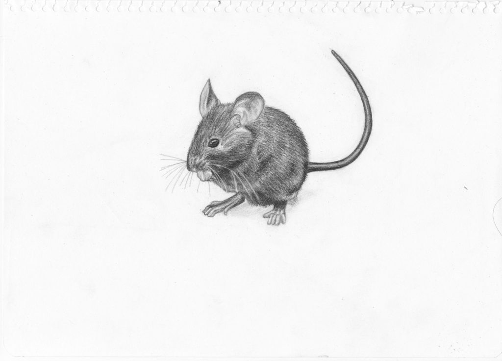 Mouse Tattoo 109