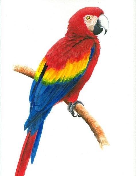 Parrot Tattoo 174