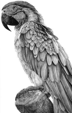 Parrot Tattoo 191