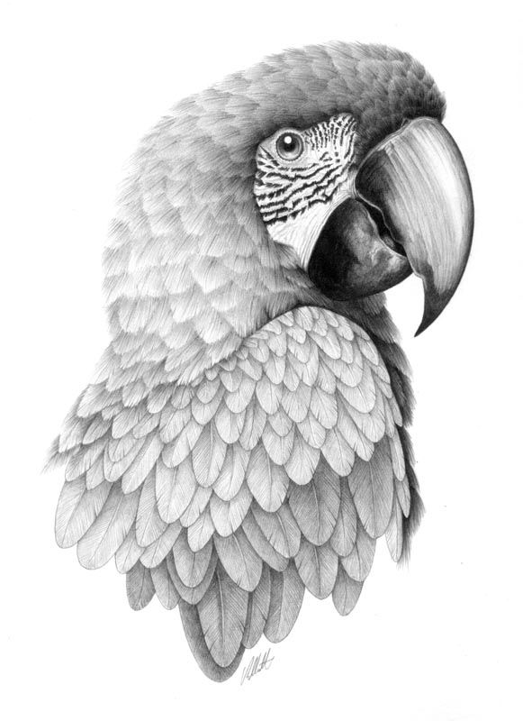 Parrot Tattoo 202