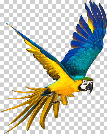 Parrot Tattoo 4