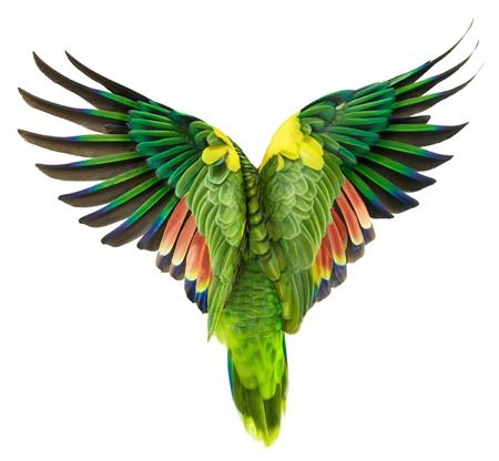 Parrot Tattoo 42
