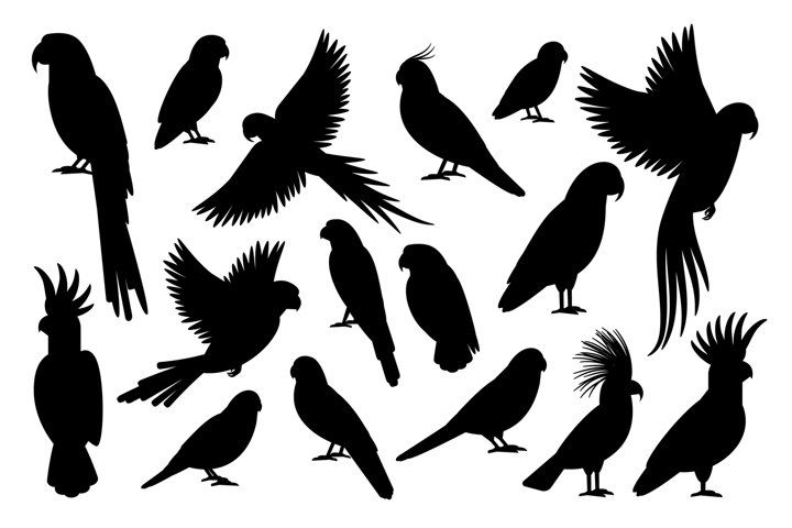 Parrot Tattoo 60