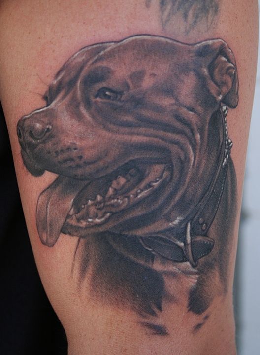 Pitbull Tattoo 163