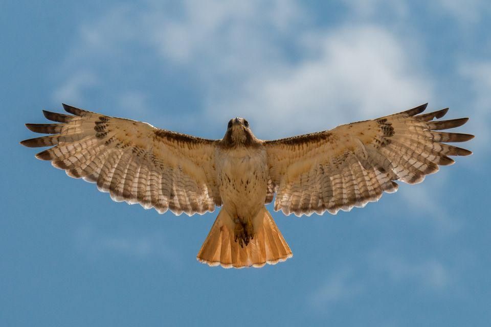 Hawk Tattoo 114
