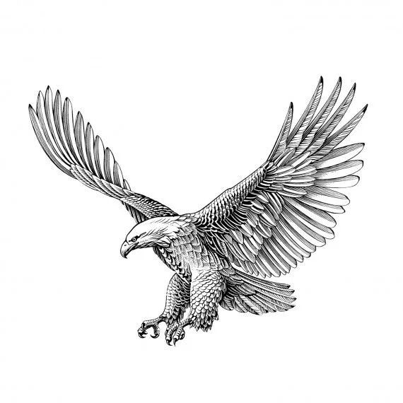 Hawk Tattoo 180