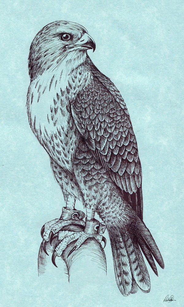 Hawk Tattoo 187