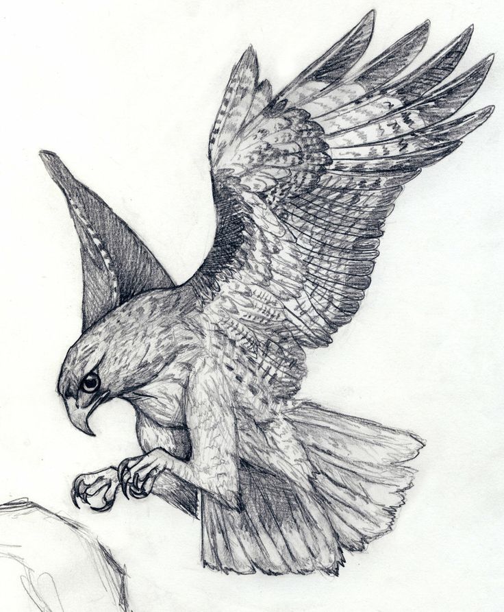 Hawk Tattoo 203