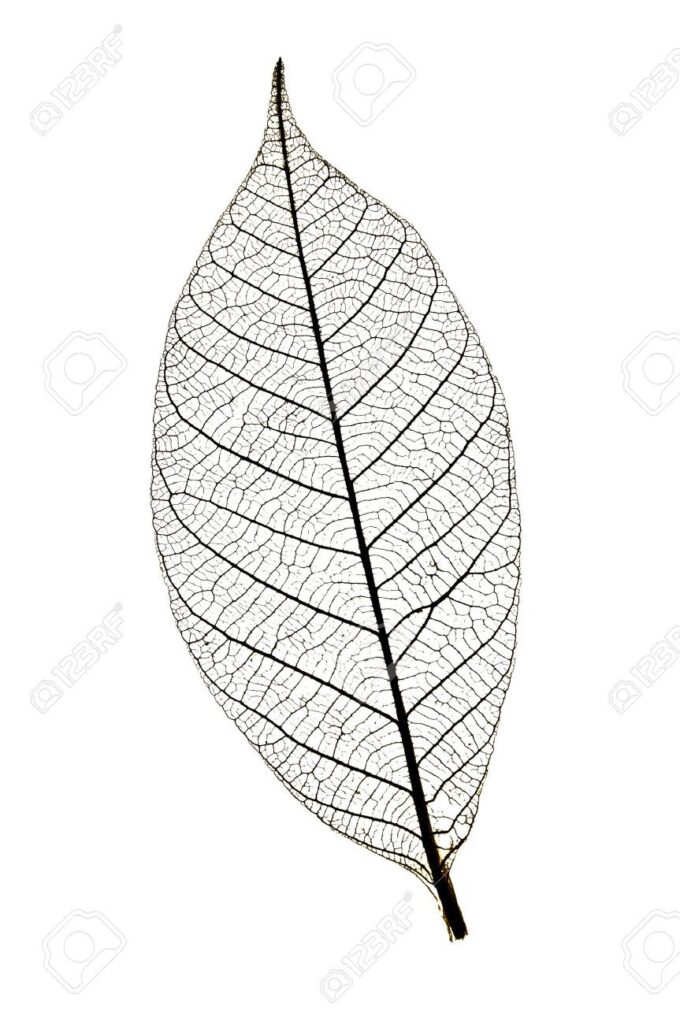 Leaf Tattoo 202