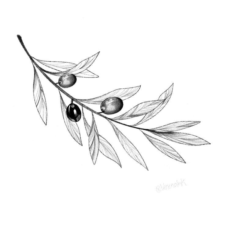 Olive Branch Tattoos 34