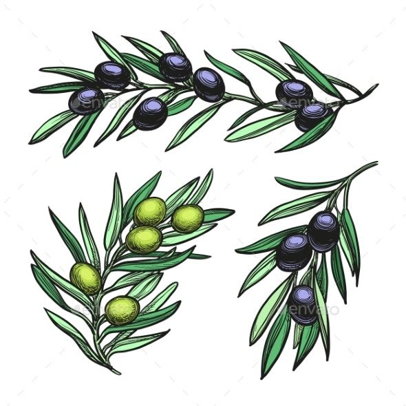 Olive Branch Tattoos 49