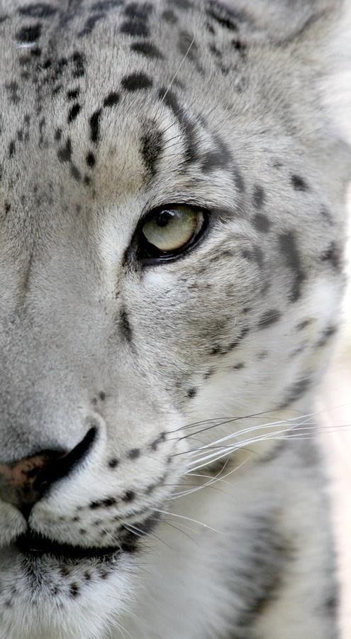 Snow Leopard Tattoo 109