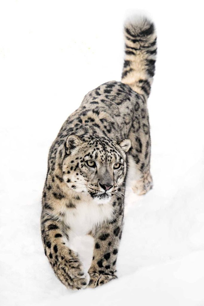 Snow Leopard Tattoo 111