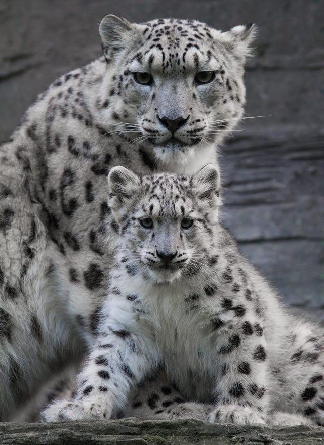 Snow Leopard Tattoo 128
