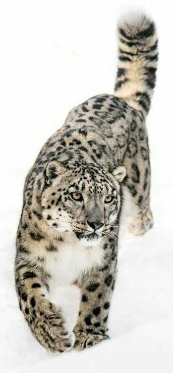 Snow Leopard Tattoo 132