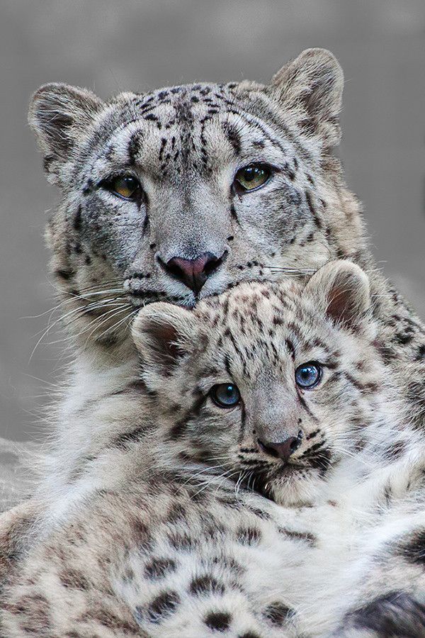Snow Leopard Tattoo 153