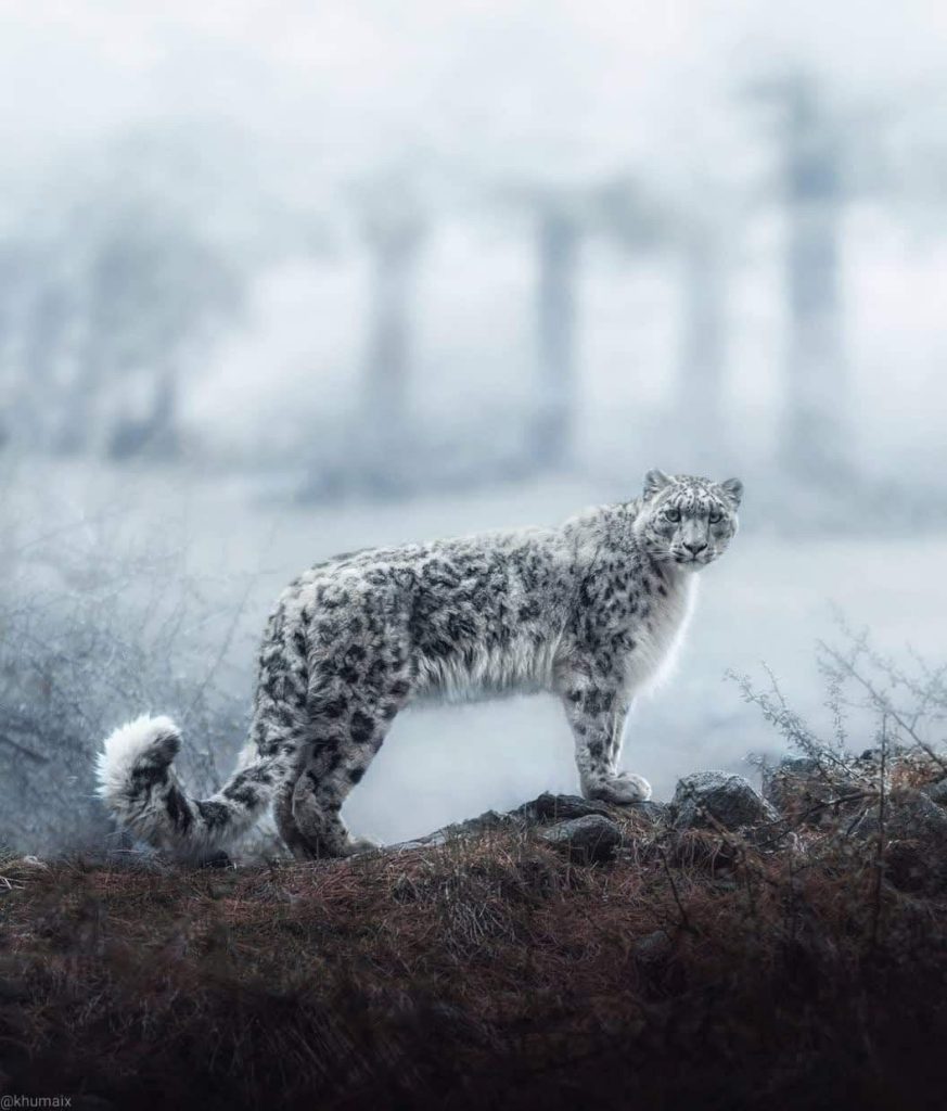 Snow Leopard Tattoo 155