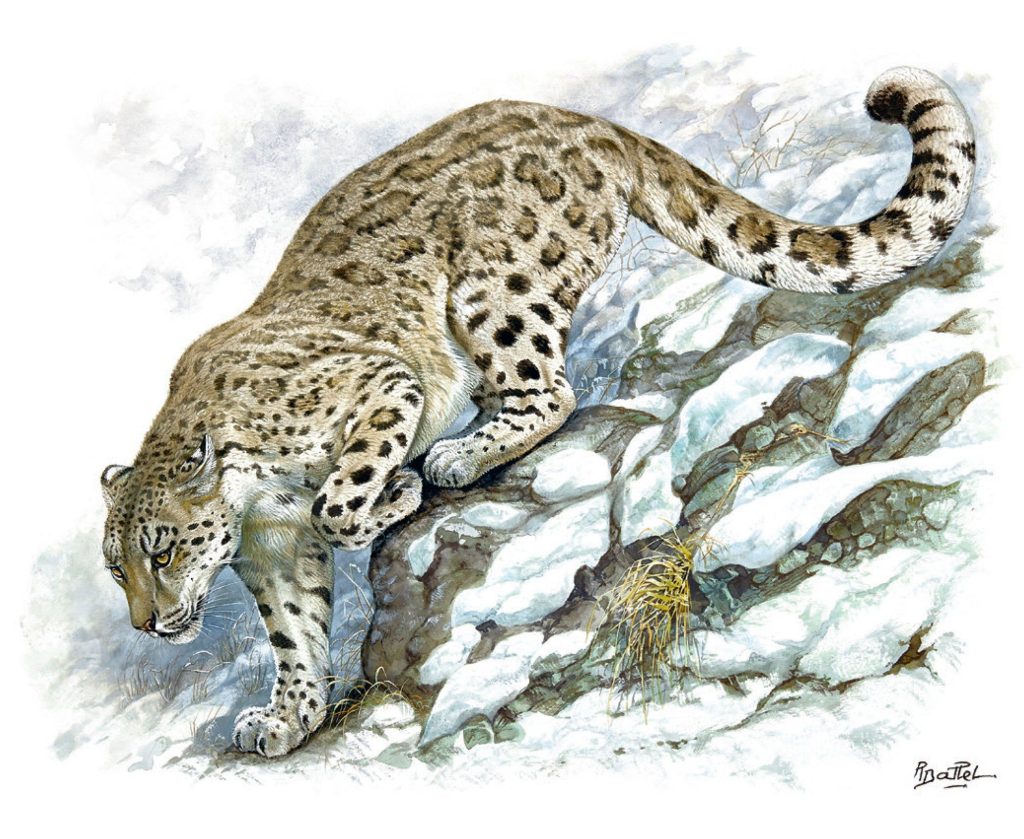 Snow Leopard Tattoo 164