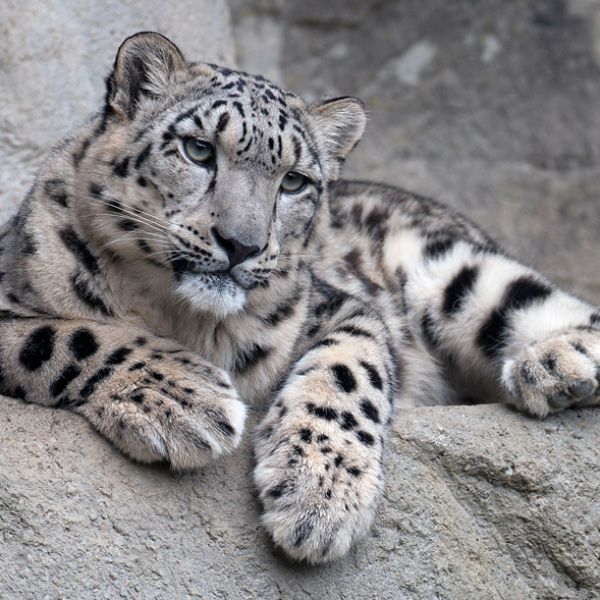 Snow Leopard Tattoo 167