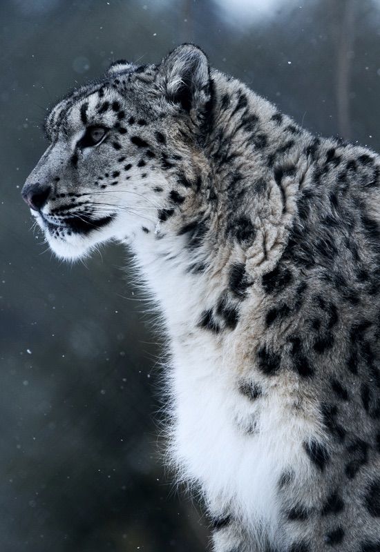Snow Leopard Tattoo 172