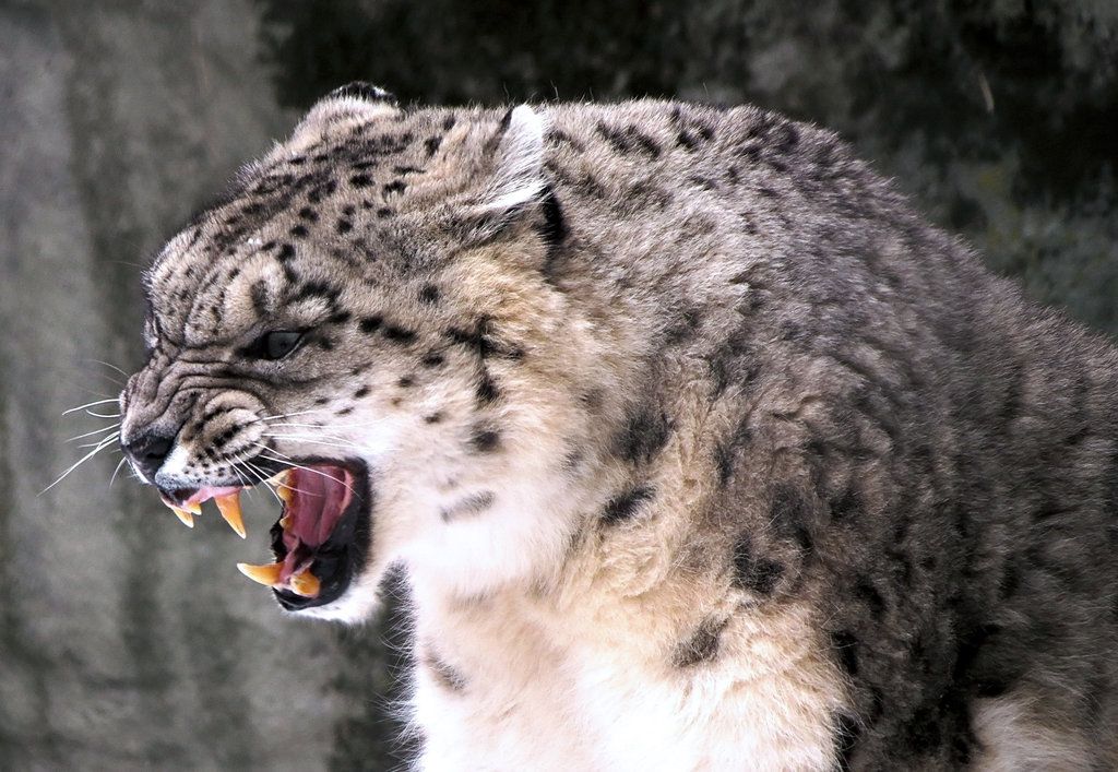 Snow Leopard Tattoo 175