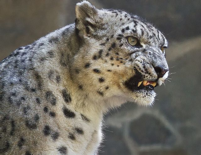 Snow Leopard Tattoo 179