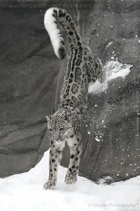 Snow Leopard Tattoo 183