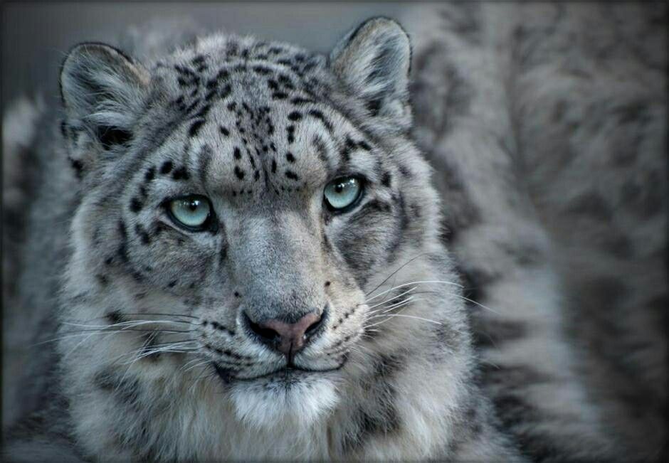 Snow Leopard Tattoo 185