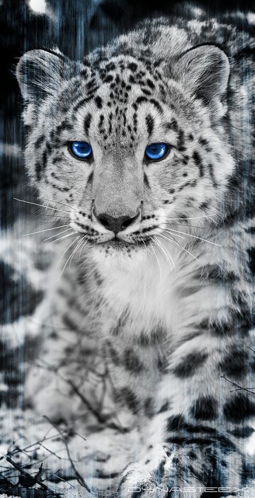 Snow Leopard Tattoo 29
