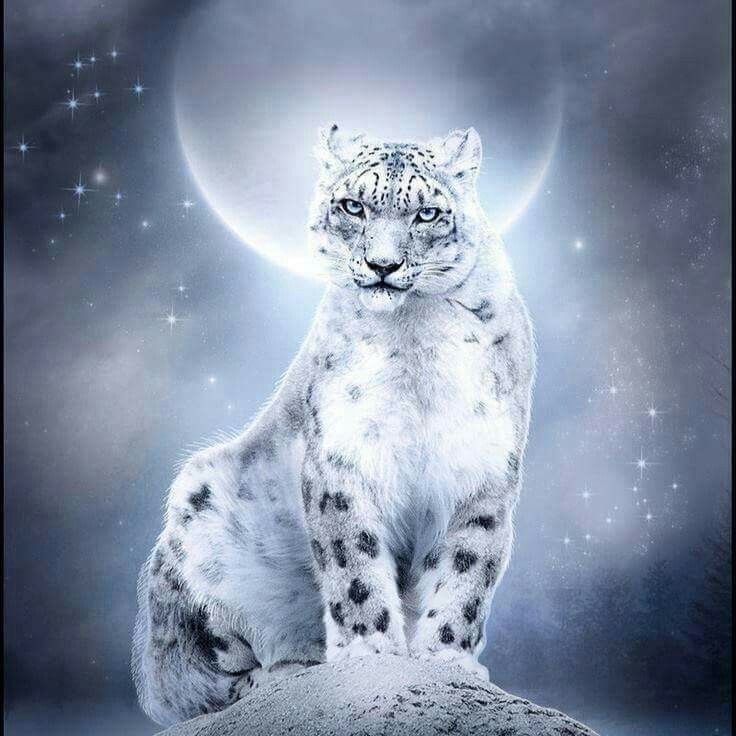 Snow Leopard Tattoo 4